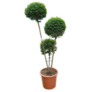 LIGUSTRUM 3 TRONCS